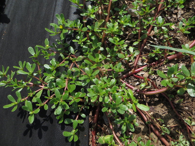 Purslane growing at the edge of black plastic covering at a tomato bed.