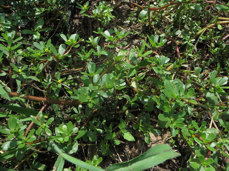 Purslane densely covering the ground.
